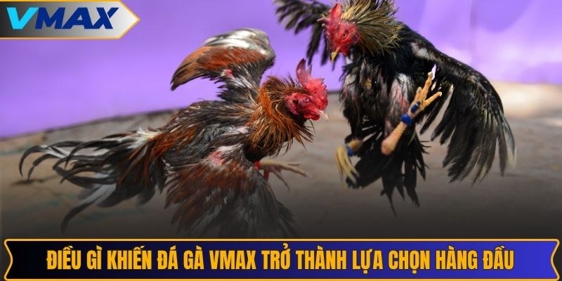 Điều gì khiến đá gà VMAX trở thành lựa chọn hàng đầu
