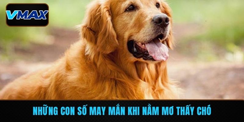 Những con số may mắn tại VMAX khi nằm mơ thấy chó