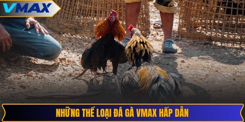 Những thể loại đá gà VMAX hấp dẫn