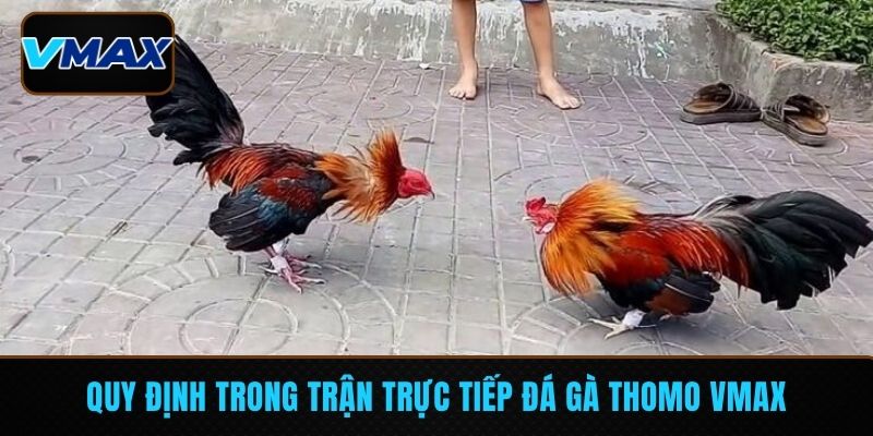 Quy định trong trận trực tiếp đá gà Thomo VMAX
