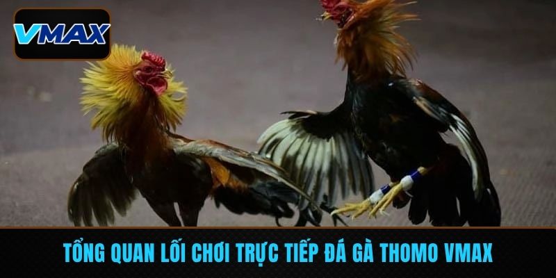 Tổng quan lối chơi trực tiếp đá gà Thomo VMAX