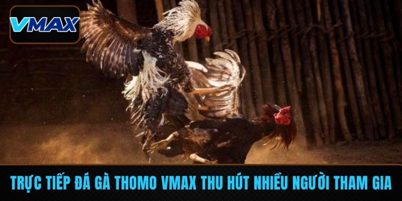 trực tiếp đá gà Thomo VMAX