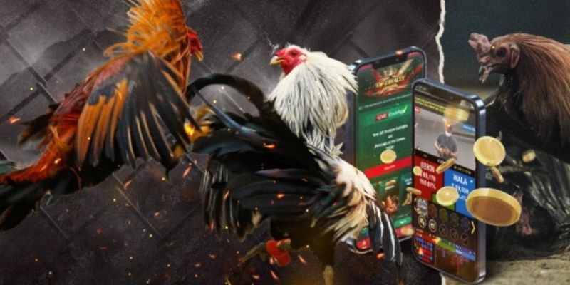 Vài nét về luật đá gà VMAX